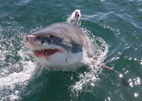 alla ricerca del grande squalo bianco romait