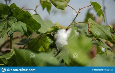burst cottons bolls ready  harvest growing  cotton field india stock image image