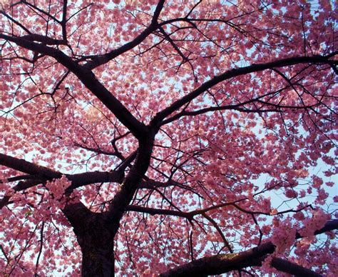 Free Download Beautiful Cherry Blossom Tree Flower Wallpaper Wallpapers