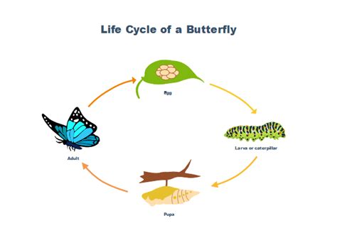 butterfly life cycle  butterfly life cycle templates