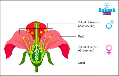 Sexual Reproduction In Flower Plants Advantages Aesl