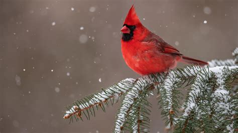 red cardinal bird  sitting  snow covered tree branch  birds hd desktop wallpaper