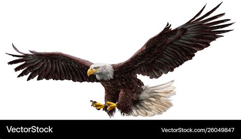 bald eagle flying draw  paint  white vector image