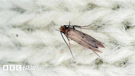 reality check are clothes moths on the rise