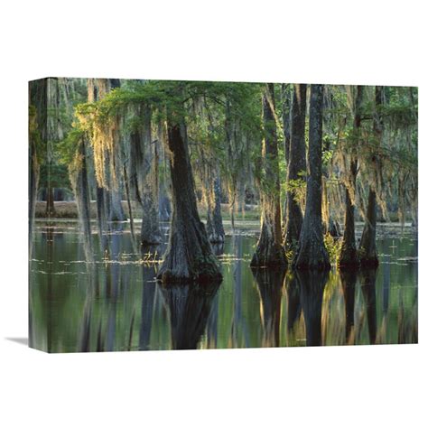 Global Gallery Bald Cypress Swamp Sam Houston Jones State Park