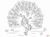 Pages Peacock Coloring Beautiful Printable Drawing sketch template
