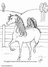 Stallion Coloring Achmed Horse Drawing Large Simple Edupics sketch template