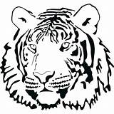 Tiger Pages Coloring Lion Printable Getcolorings sketch template