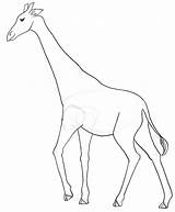 Giraffe Drawing Sketch Easy Pencil Line Draw Coloring Clipart Pages Sketches Cliparts Library Giraffes Getdrawings Paintingvalley Collection Favorites Add sketch template