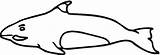 Clip Shamu Coloring Pages Library Clipart sketch template