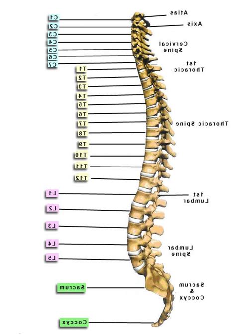 vertebrae yahoo search results yahoo image search results anatomy vertebrae spinal surgery