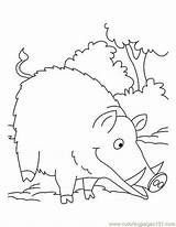 Wild Coloring Boar Pages Pig Searching Food Eating Getcolorings Getdrawings Template Kids Colorings sketch template