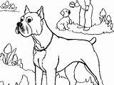 Coloring Boxer Pages Puppy Zoom Dog Getcolorings Getdrawings Colorings sketch template
