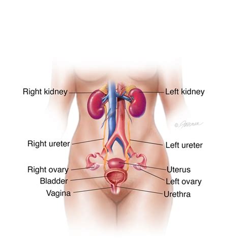 urinary tract infection uti symptoms diagnosis and treatment urology
