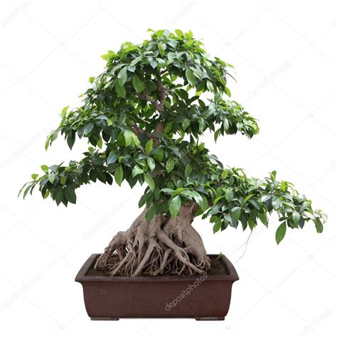 green bonsai banyan tree stock photo  chungking