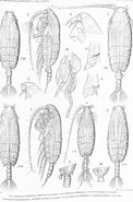 Image result for "pseudochirella Pustulifera". Size: 122 x 185. Source: www.marinespecies.org