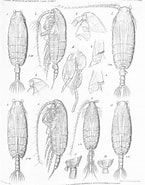 Afbeeldingsresultaten voor "pseudochirella Pustulifera". Grootte: 145 x 185. Bron: www.marinespecies.org