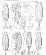 Afbeeldingsresultaten voor "pseudochirella Pustulifera". Grootte: 156 x 185. Bron: www.marinespecies.org
