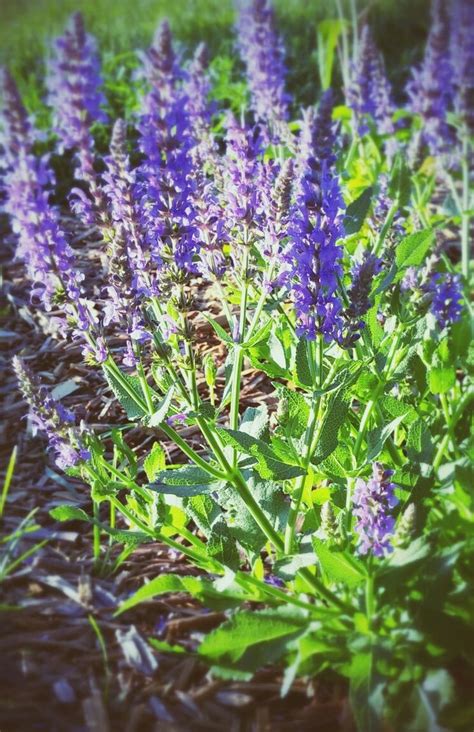 salvia salvia plants flowers