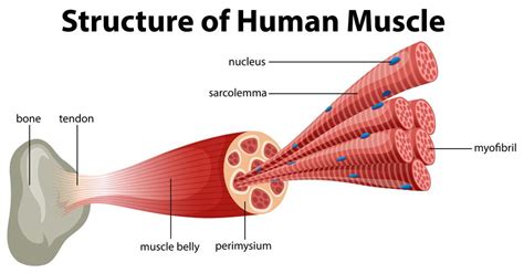 structure  human muscle  vector art  vecteezy