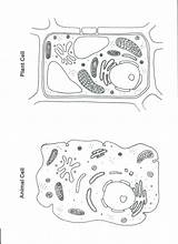 Cell Animal Plant Coloring Worksheet Color Drawing Cells Printable Simple Sheets Pages Science Worksheets Blank Diagram Pulpbits Sheet Kids Teaching sketch template