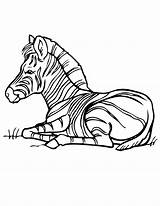 Zebra Coloring Pages Down Laying Baby Kids Lying Drawing Printable Template Criminal Minds Camel Draw Drawings Popular Getdrawings Library Books sketch template