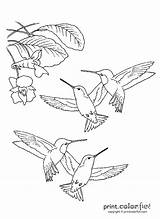 Hummingbirds Coloring Pages Printable Flower Bird Print Hummingbird Patterns Color Drawing Adult Book Birds Printcolorfun Pattern Printables Embroidery Sheets Tiny sketch template