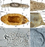 Afbeeldingsresultaten voor "trilobodrilus Axi". Grootte: 179 x 185. Bron: www.researchgate.net