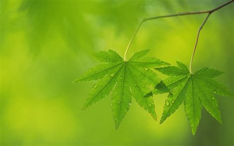 green leaf background wallpaper hd wallpapers