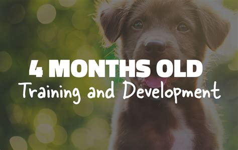 month  puppy  month puppy training guide pupbox