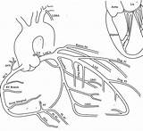 Coronary Artery Arteries Cardiac Luc Meddean Edu Catheterization Circulation Nursing Diagonal Meded Lumen Cardiovascular sketch template