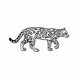 Ocelot Coloriages Coloringhome sketch template