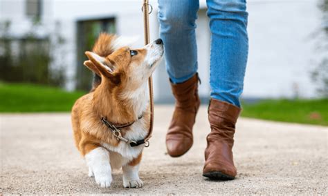 richtig gassi gehen tipps fuer den spaziergang mit hund