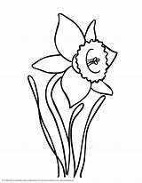 Daffodil Daffodils Clipart Clip Drawings Coloring Narcissus Printable Drawing Line Paperwhite Cliparts Pages Colouring Library Draw Lily Sheets Use Getdrawings sketch template