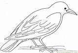 Crow Birds sketch template