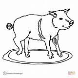 Coloring Pig Hungry Pages Little Realistic Printable Color Supercoloring sketch template
