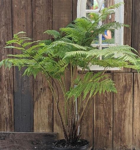 cyathea cooperi australian tree fern gateway garden center