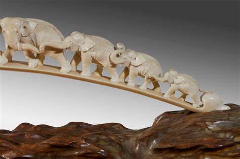 ivory trade  australia  matter  life  death ncjv
