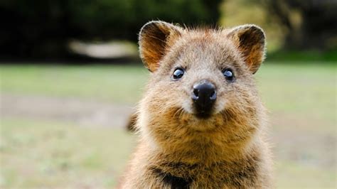 quokka  facts   happiest creature  earth