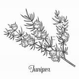 Juniper Berries Herbal Branch Designlooter 123rf sketch template