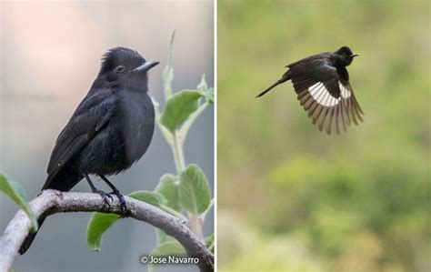 White Winged Black Tyrant Knipolegus Aterrimus Peru Aves