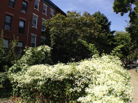 The Top Ten Coolest Places In Carroll Gardens