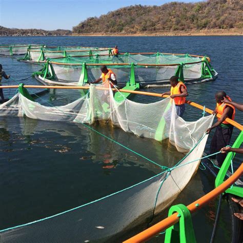 chicoa fish farm responsible seafood advocate