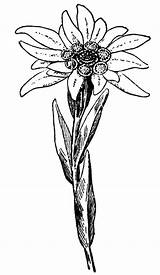 Edelweiss Edelweis Potrait Alpenblumen Edelweiß Blumen Eidelweiss Clipartmag Colorkiddo Vorlagen sketch template