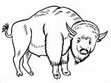 Bison Coloring Pages Printable Coloringbay sketch template