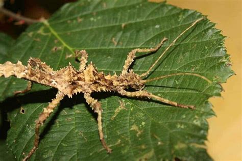 stick insects eat    exotic pets