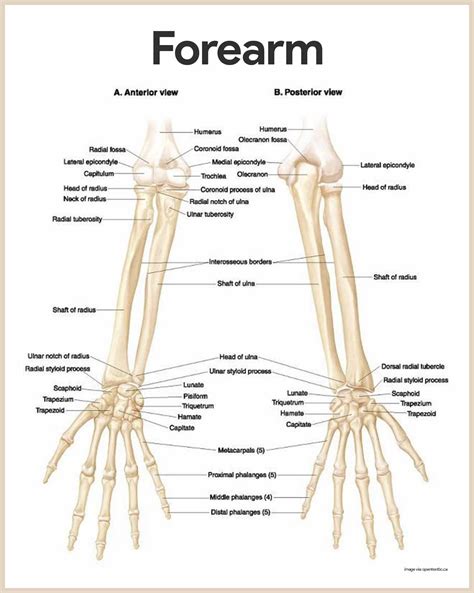 image result  skeleton upper arm anatomy skeletal system anatomy