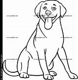 Labrador Coloring Lab Pages Puppy Retriever Dog Chocolate Getcolorings Color Getdrawings Drawing Printable sketch template