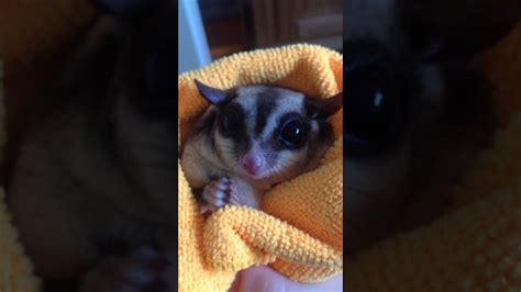 sweet sugar glider  cute voices  happiness  eating  yogurt drops youtube
