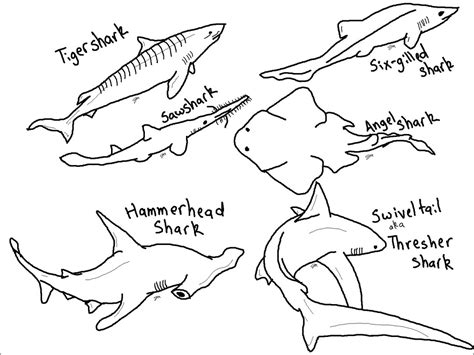 types  shark coloring page coloringbay